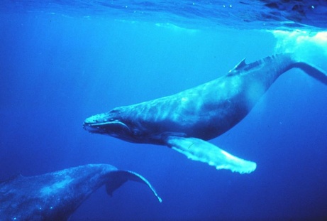 Humpback_whales_Gabon.jpg